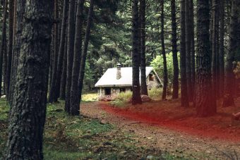 Bosque con trazo rojo